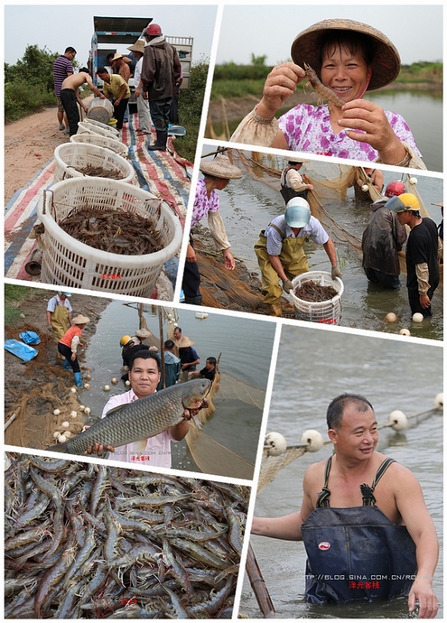 【实拍】广州南沙生态养虾喜获丰收