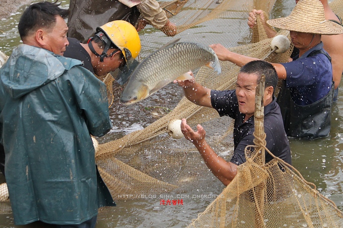 【实拍】广州南沙生态养虾喜获丰收