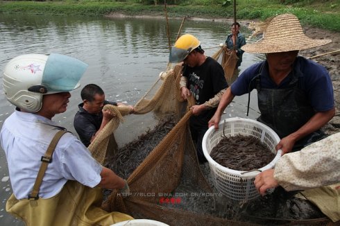 【实拍】广州南沙生态养虾喜获丰收
