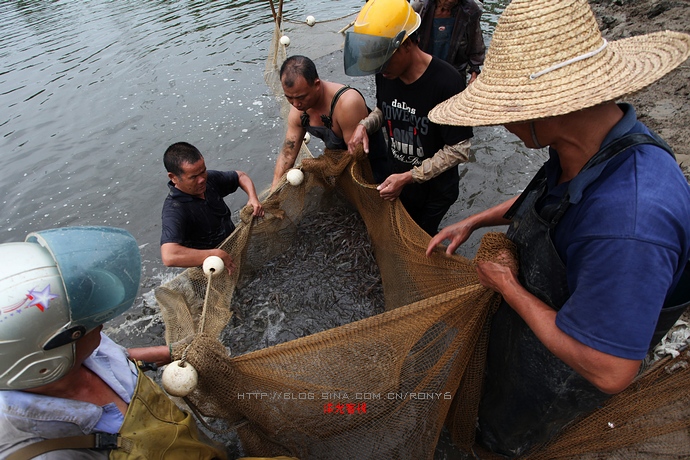 【实拍】广州南沙生态养虾喜获丰收