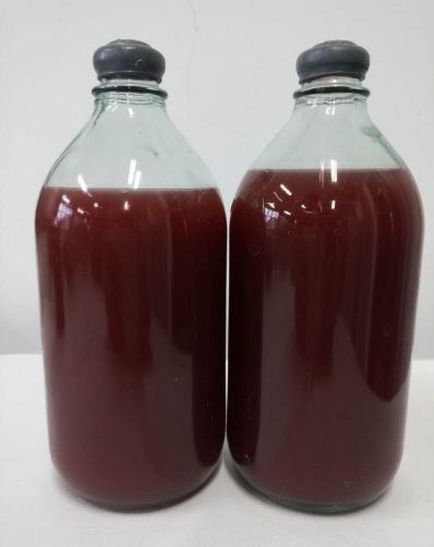 光合细菌.jpg