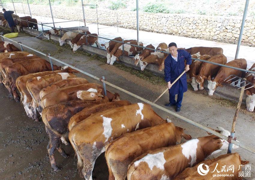 8月10日，在广西柳州市融安县泗顶镇弘康生态养殖场，工作人员在喂养“西门塔尔”牛。（谭凯兴-摄）