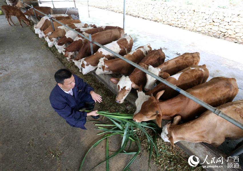 8月10日，在广西柳州市融安县泗顶镇弘康生态养殖场，技术员丁善勇在给“西门塔尔”牛喂养青饲料。（谭凯兴-摄）