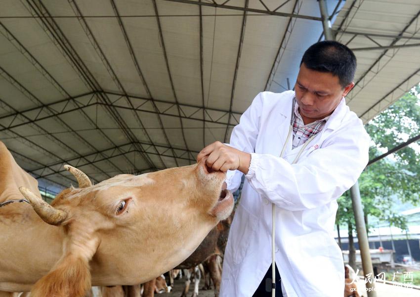 8月10日，在广西柳州市融安县泗顶镇弘康生态养殖场，技术员丁善勇在检查牛的健康状况。（谭凯兴-摄）