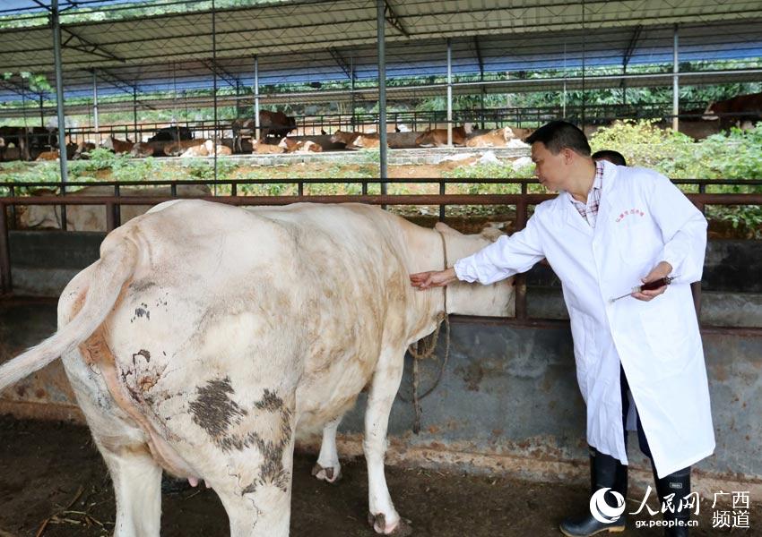 8月10日，在广西柳州市融安县泗顶镇弘康生态养殖场，技术员丁善勇在给牛打防疫针。（谭凯兴-摄）