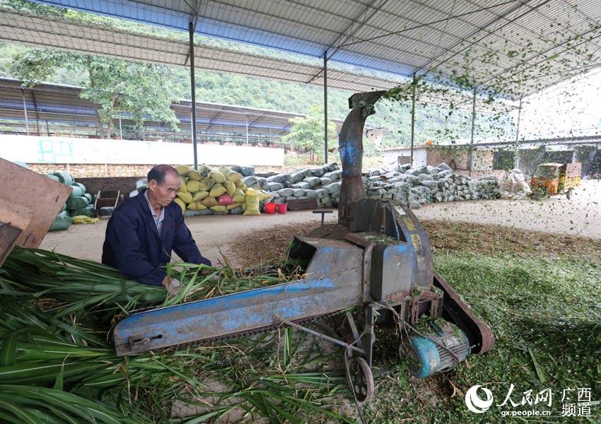 8月10日，在广西柳州市融安县泗顶镇弘康生态养殖场，工作人员在制作青饲料。（谭凯兴-摄）