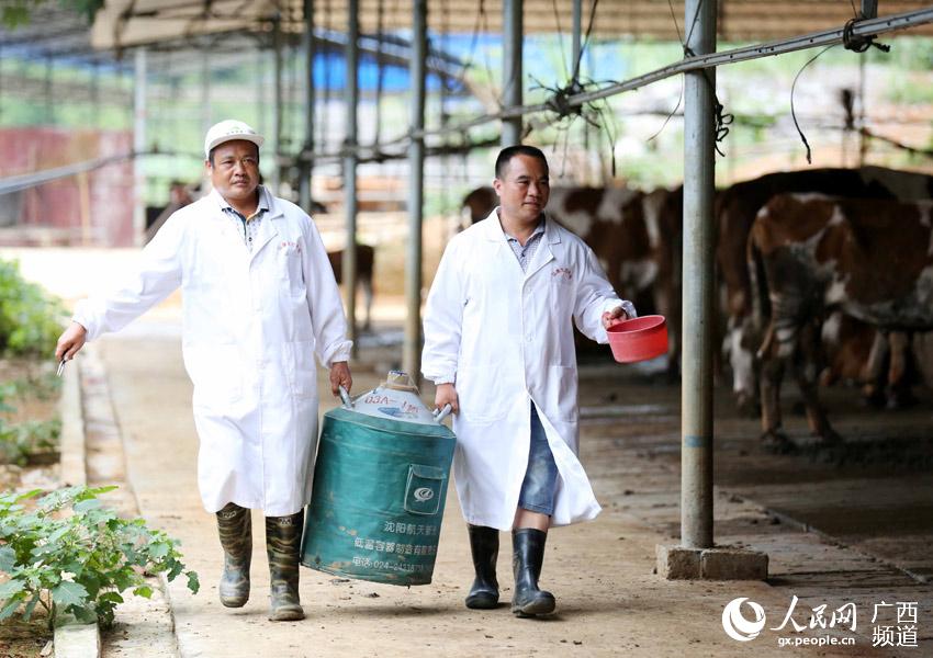 8月10日，在广西柳州市融安县泗顶镇弘康生态养殖场，工作人员准备去为配种期的母牛进行人工配种。（谭凯兴-摄）