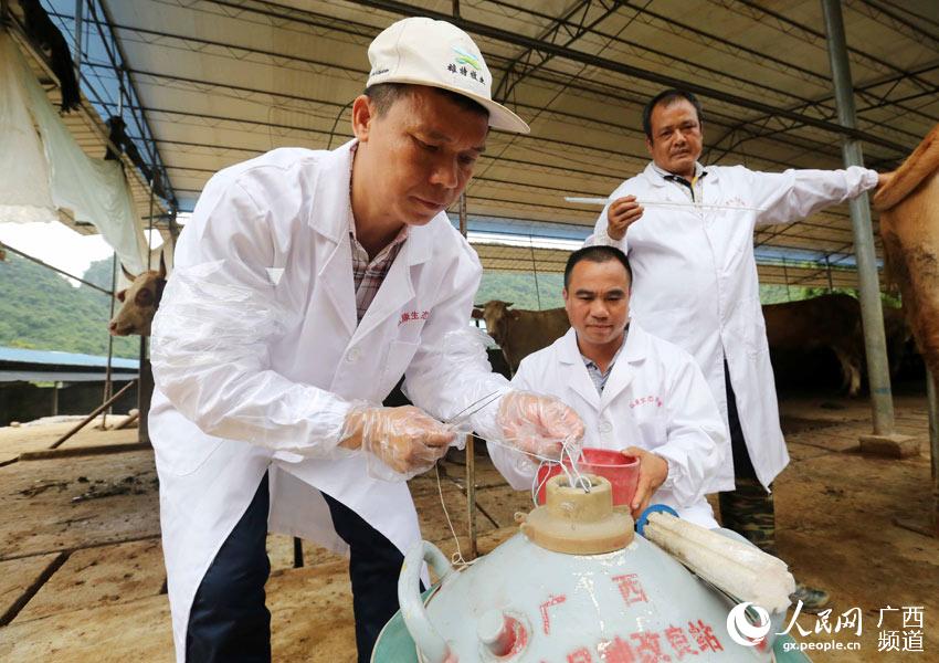 8月10日，在广西柳州市融安县泗顶镇弘康生态养殖场，工作人员在准备“牛精”为配种期的母牛进行人工配种。（谭凯兴-摄）