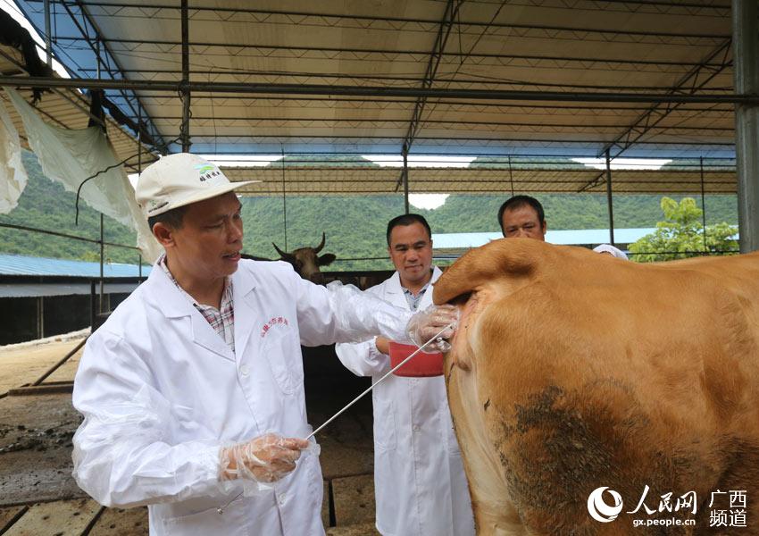 8月10日，在广西柳州市融安县泗顶镇弘康生态养殖场，工作人员为配种期的母牛进行人工配种。（谭凯兴-摄）
