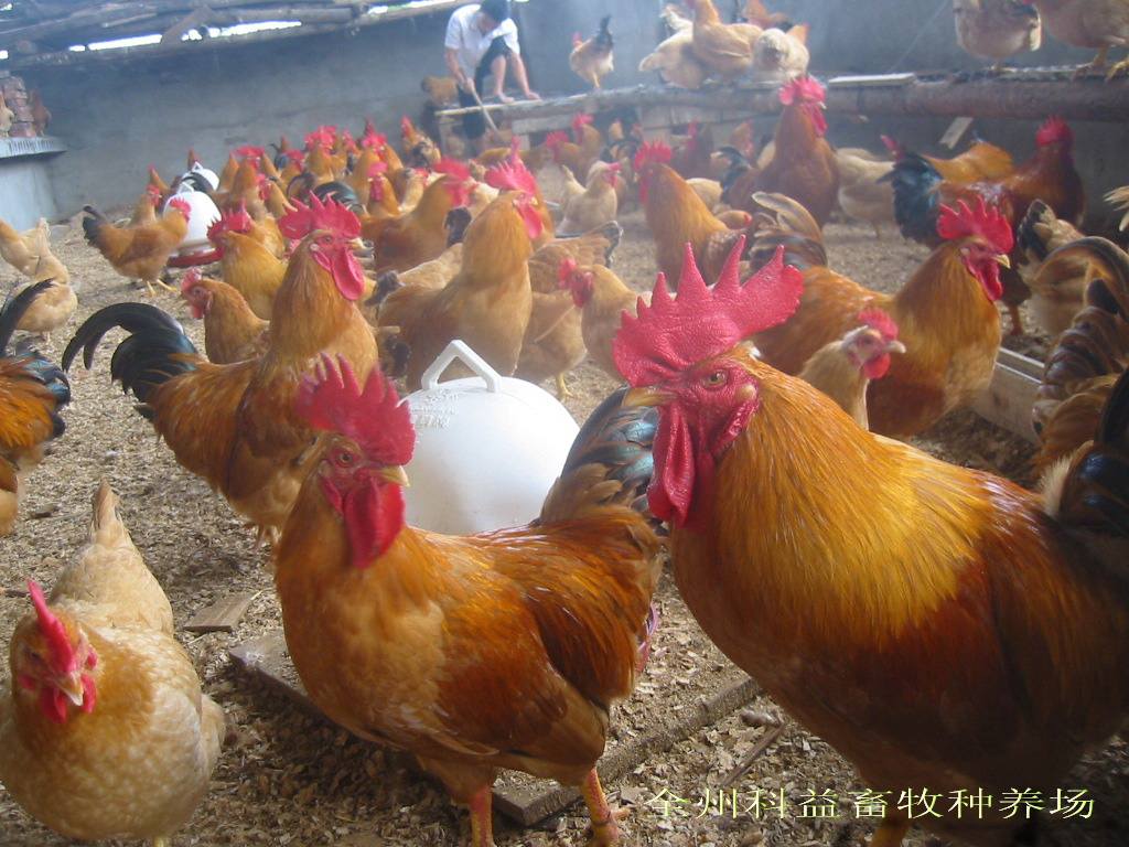 使用益生菌的养鸡场.jpg