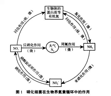 益生菌在水产养殖中的应用-硝化细菌.jpg