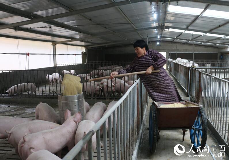 广西崇左生态循环养殖促脱贫