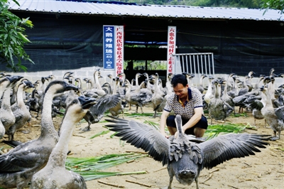 大化：生态养鹅“钱”景美好 