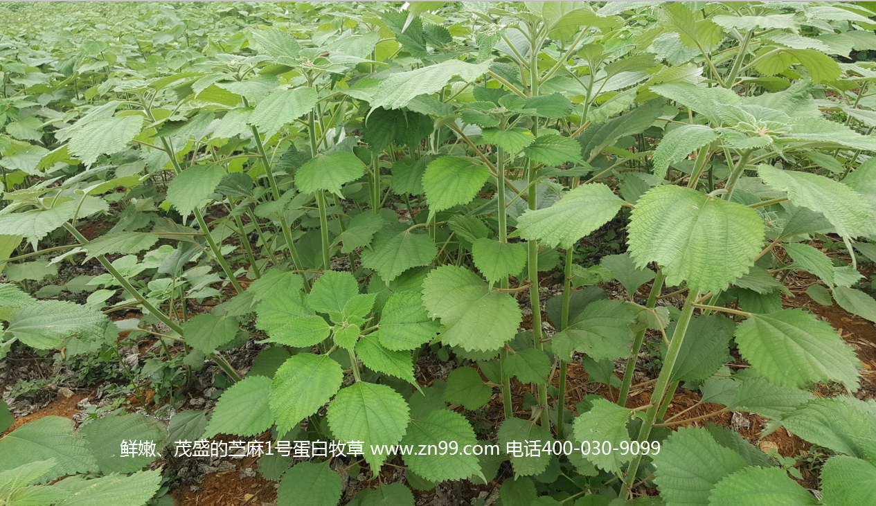 苎麻1号蛋白牧草——高蛋白高氨基酸药草兼用，四季多年生超高产牧草