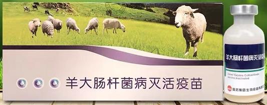 埃必应——羊大肠杆菌病灭活疫苗