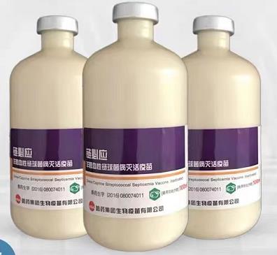 链必应——羊败血性链球菌病灭活疫苗