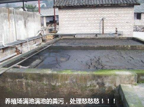 养殖场满池粪污处理愁.jpg