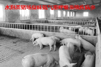 水泡粪猪场.jpg