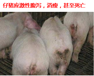 仔猪应激性腹泻1.png