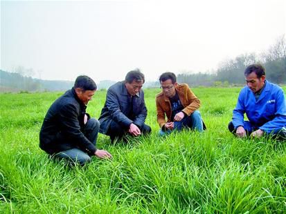 种牧草只为发羊财，高