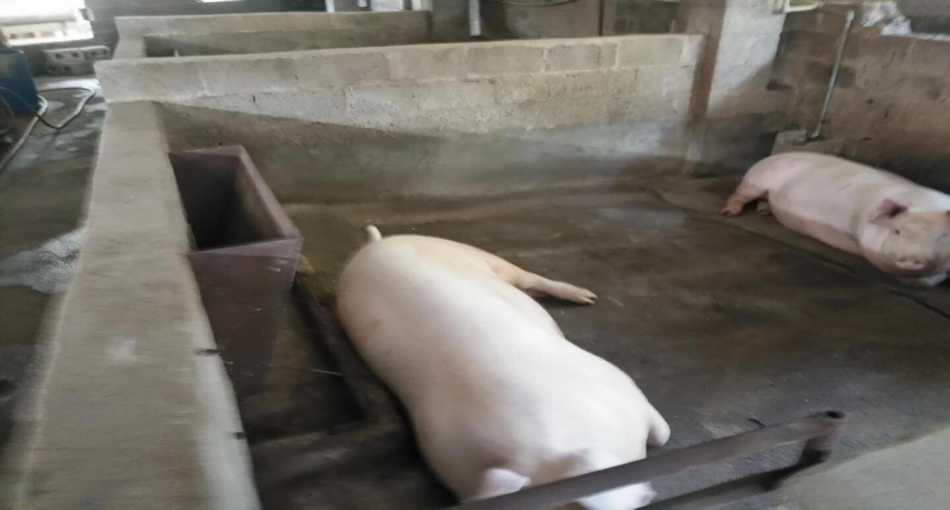 猪群安逸，煮烂内闻不到臭味、饮水方面也改造为了限位饮水器。