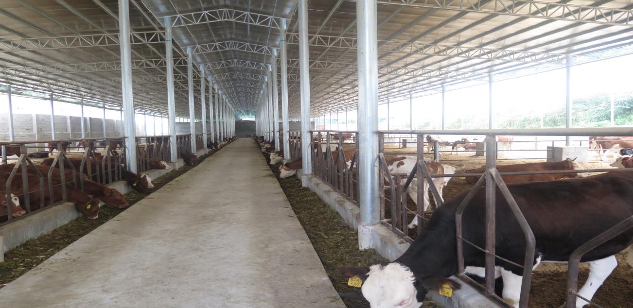 广西粮改饲助力生态牛羊养殖产业升级