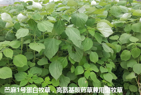 苎麻1号蛋白牧草3.png