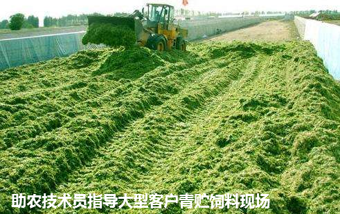 青贮皇竹草2.png