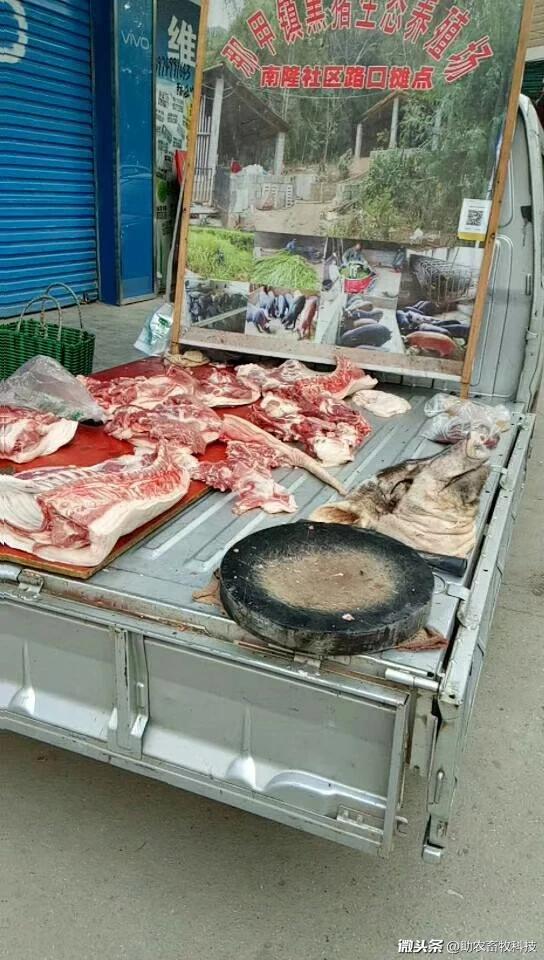 土猪肉价格坚挺2.jpg