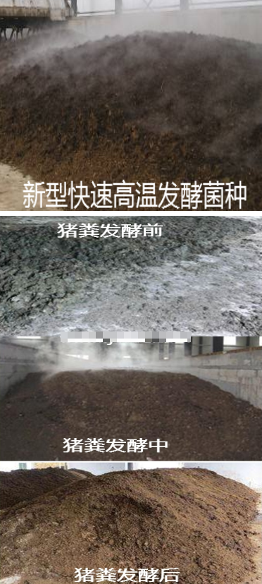 发酵猪粪1.png