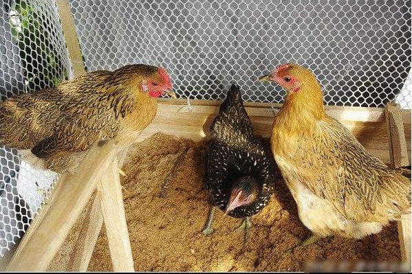 家庭阳台发酵床养鸡3.jpg
