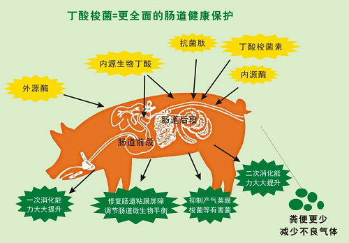 丁酸梭菌更全面地保护猪的健康.jpg