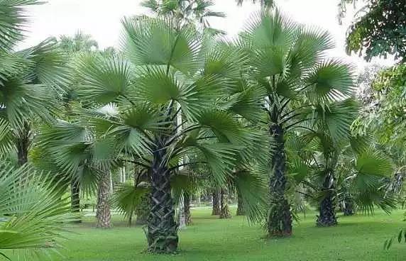马来西亚棕榈油历史最高纪录