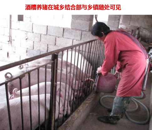 酒糟养猪1.png