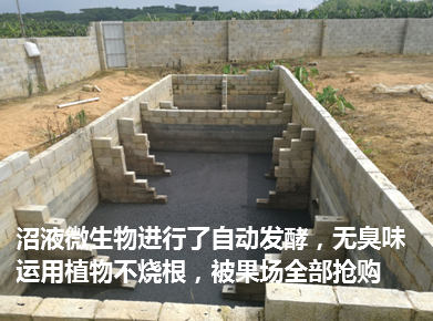 武鸣区现代生态猪场5.png