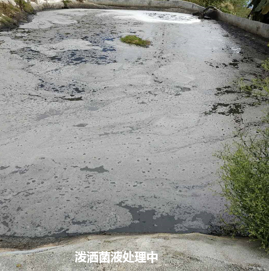 畜禽流体粪污快速发酵剂处理污水边液态有机肥现场图.png