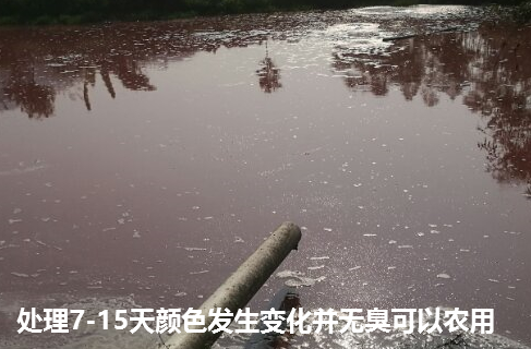 畜禽流体粪污快速发酵剂处理污水边液态有机肥发生变化变成红色.png
