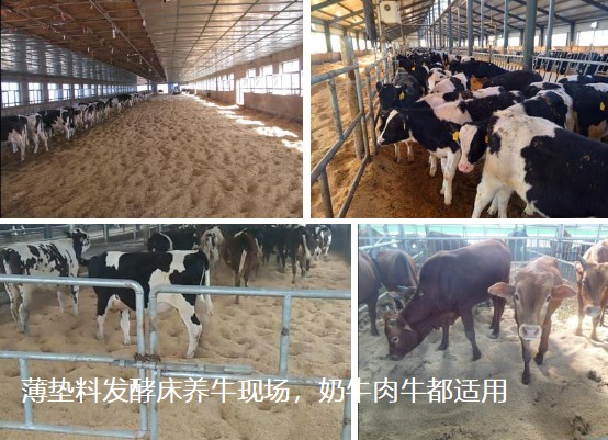 薄垫料发酵床养牛现场，奶牛肉牛都适用.jpg