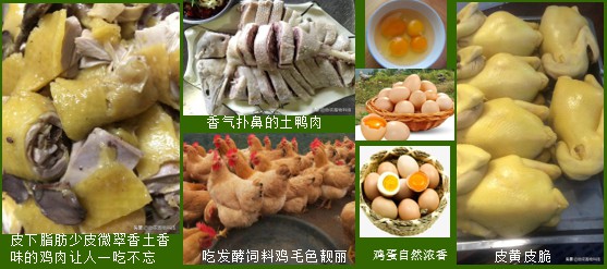 生产高品质动物产品.jpg