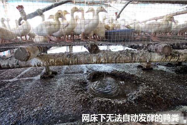 无法自动发酵的鸭粪.jpg