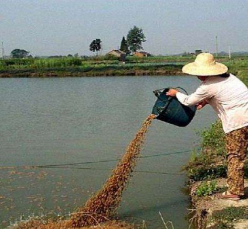 菌糠喂鱼现场.jpg