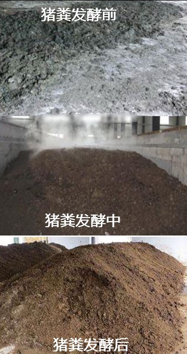 猪粪发酵前后比较.jpg