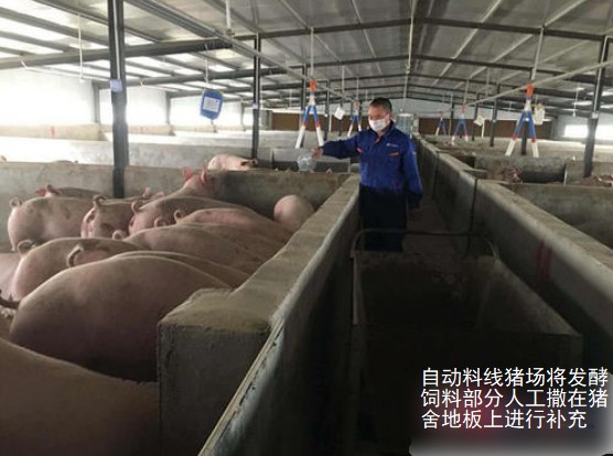 自动料线猪场将发酵饲料部分人工撒在猪舍地板是哪个补充即可，每天2次.jpg