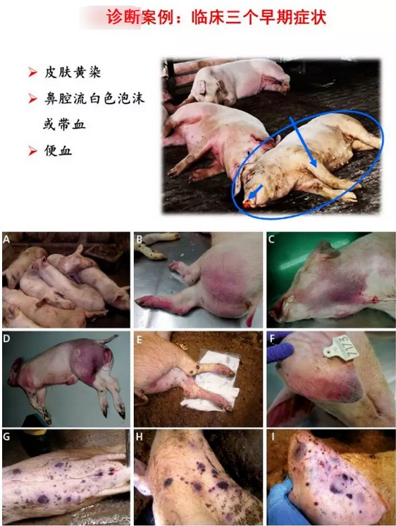 非洲猪瘟诊断案例1.jpg