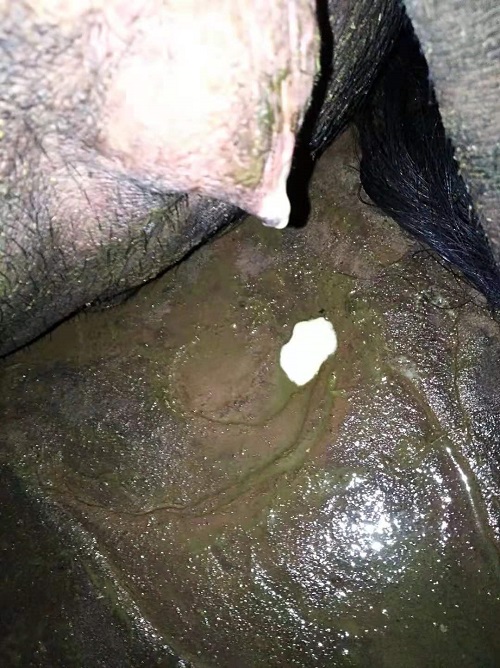 母猪.jpg
