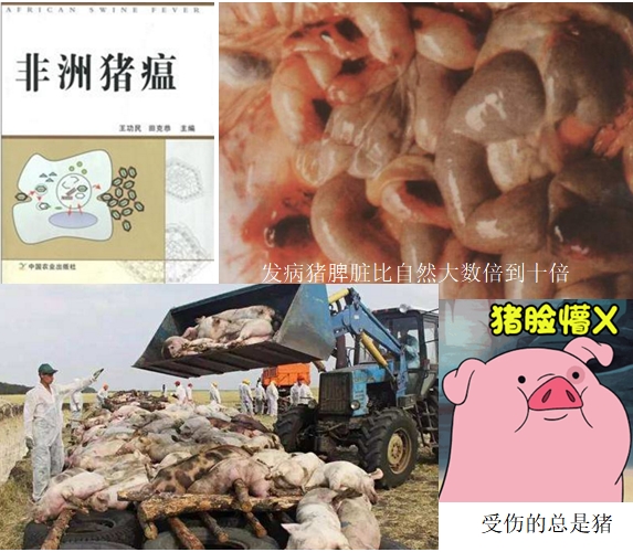 非洲猪瘟.jpg