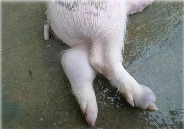 猪链球菌性关节炎.jpg