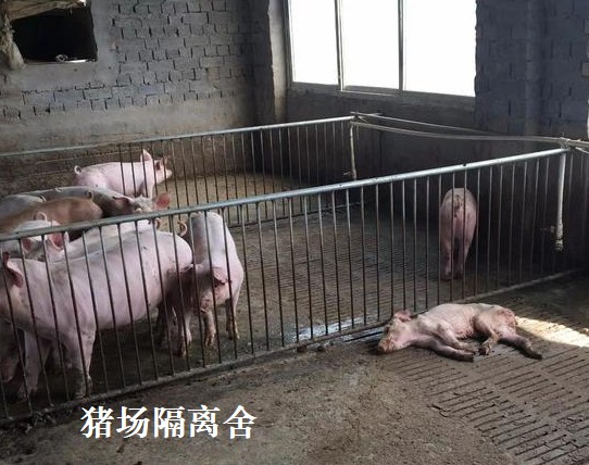 猪场隔离舍.jpg
