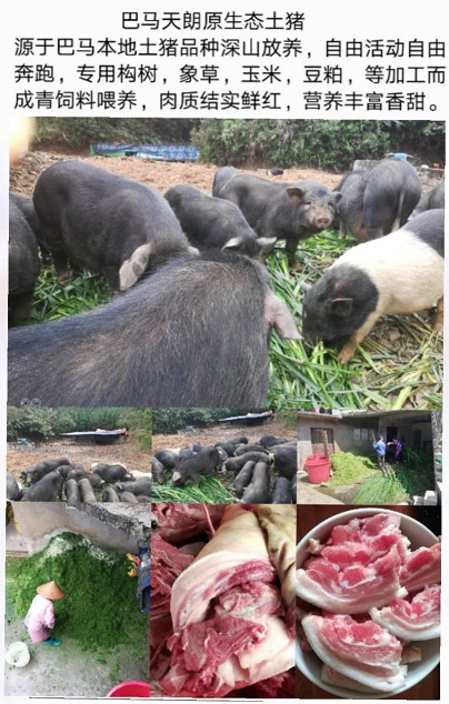原生态巴马香猪土猪.jpg