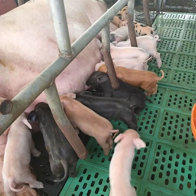 母猪.jpg